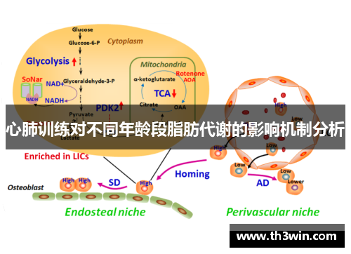 心肺训练对不同年龄段脂肪代谢的影响机制分析